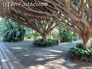 [P10] Ce a putut crea natura! Arborii de dracaena draco. În stânga treptele clădirii universității. » foto by maryka
 - 
<span class="allrVoted glyphicon glyphicon-heart hidden" id="av1338180"></span>
<a class="m-l-10 hidden" id="sv1338180" onclick="voting_Foto_DelVot(,1338180,3109)" role="button">șterge vot <span class="glyphicon glyphicon-remove"></span></a>
<a id="v91338180" class=" c-red"  onclick="voting_Foto_SetVot(1338180)" role="button"><span class="glyphicon glyphicon-heart-empty"></span> <b>LIKE</b> = Votează poza</a> <img class="hidden"  id="f1338180W9" src="/imagini/loader.gif" border="0" /><span class="AjErrMes hidden" id="e1338180ErM"></span>