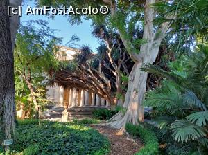 [P02] Orto Botanico, în dreapta un ficus glomerata, apoi dracaena draco. » foto by maryka
 - 
<span class="allrVoted glyphicon glyphicon-heart hidden" id="av1338172"></span>
<a class="m-l-10 hidden" id="sv1338172" onclick="voting_Foto_DelVot(,1338172,3109)" role="button">șterge vot <span class="glyphicon glyphicon-remove"></span></a>
<a id="v91338172" class=" c-red"  onclick="voting_Foto_SetVot(1338172)" role="button"><span class="glyphicon glyphicon-heart-empty"></span> <b>LIKE</b> = Votează poza</a> <img class="hidden"  id="f1338172W9" src="/imagini/loader.gif" border="0" /><span class="AjErrMes hidden" id="e1338172ErM"></span>