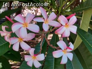 [P22] Plumeria, o explozie de culori și miresme! » foto by maryka
 - 
<span class="allrVoted glyphicon glyphicon-heart hidden" id="av1338192"></span>
<a class="m-l-10 hidden" id="sv1338192" onclick="voting_Foto_DelVot(,1338192,3109)" role="button">șterge vot <span class="glyphicon glyphicon-remove"></span></a>
<a id="v91338192" class=" c-red"  onclick="voting_Foto_SetVot(1338192)" role="button"><span class="glyphicon glyphicon-heart-empty"></span> <b>LIKE</b> = Votează poza</a> <img class="hidden"  id="f1338192W9" src="/imagini/loader.gif" border="0" /><span class="AjErrMes hidden" id="e1338192ErM"></span>