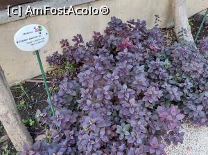 [P23] Eugenia Monticola. » foto by maryka
 - 
<span class="allrVoted glyphicon glyphicon-heart hidden" id="av1338193"></span>
<a class="m-l-10 hidden" id="sv1338193" onclick="voting_Foto_DelVot(,1338193,3109)" role="button">șterge vot <span class="glyphicon glyphicon-remove"></span></a>
<a id="v91338193" class=" c-red"  onclick="voting_Foto_SetVot(1338193)" role="button"><span class="glyphicon glyphicon-heart-empty"></span> <b>LIKE</b> = Votează poza</a> <img class="hidden"  id="f1338193W9" src="/imagini/loader.gif" border="0" /><span class="AjErrMes hidden" id="e1338193ErM"></span>