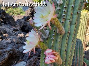 [P28] Plante suculente-minunatele sale flori. » foto by maryka
 - 
<span class="allrVoted glyphicon glyphicon-heart hidden" id="av1338198"></span>
<a class="m-l-10 hidden" id="sv1338198" onclick="voting_Foto_DelVot(,1338198,3109)" role="button">șterge vot <span class="glyphicon glyphicon-remove"></span></a>
<a id="v91338198" class=" c-red"  onclick="voting_Foto_SetVot(1338198)" role="button"><span class="glyphicon glyphicon-heart-empty"></span> <b>LIKE</b> = Votează poza</a> <img class="hidden"  id="f1338198W9" src="/imagini/loader.gif" border="0" /><span class="AjErrMes hidden" id="e1338198ErM"></span>