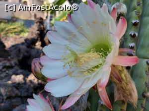 [P29] O floare foarte delicată. » foto by maryka
 - 
<span class="allrVoted glyphicon glyphicon-heart hidden" id="av1338199"></span>
<a class="m-l-10 hidden" id="sv1338199" onclick="voting_Foto_DelVot(,1338199,3109)" role="button">șterge vot <span class="glyphicon glyphicon-remove"></span></a>
<a id="v91338199" class=" c-red"  onclick="voting_Foto_SetVot(1338199)" role="button"><span class="glyphicon glyphicon-heart-empty"></span> <b>LIKE</b> = Votează poza</a> <img class="hidden"  id="f1338199W9" src="/imagini/loader.gif" border="0" /><span class="AjErrMes hidden" id="e1338199ErM"></span>