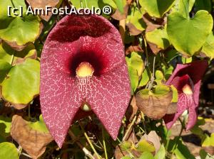 [P31] Orto Botanico, o cunoștință veche din Ischia-Giardino Ravino, Aristolochia sau pipa olandezului (dutchman's pipe) » foto by maryka
 - 
<span class="allrVoted glyphicon glyphicon-heart hidden" id="av1338201"></span>
<a class="m-l-10 hidden" id="sv1338201" onclick="voting_Foto_DelVot(,1338201,3109)" role="button">șterge vot <span class="glyphicon glyphicon-remove"></span></a>
<a id="v91338201" class=" c-red"  onclick="voting_Foto_SetVot(1338201)" role="button"><span class="glyphicon glyphicon-heart-empty"></span> <b>LIKE</b> = Votează poza</a> <img class="hidden"  id="f1338201W9" src="/imagini/loader.gif" border="0" /><span class="AjErrMes hidden" id="e1338201ErM"></span>