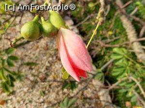 [P34] O floare de chorisia speciosa. » foto by maryka
 - 
<span class="allrVoted glyphicon glyphicon-heart hidden" id="av1338204"></span>
<a class="m-l-10 hidden" id="sv1338204" onclick="voting_Foto_DelVot(,1338204,3109)" role="button">șterge vot <span class="glyphicon glyphicon-remove"></span></a>
<a id="v91338204" class=" c-red"  onclick="voting_Foto_SetVot(1338204)" role="button"><span class="glyphicon glyphicon-heart-empty"></span> <b>LIKE</b> = Votează poza</a> <img class="hidden"  id="f1338204W9" src="/imagini/loader.gif" border="0" /><span class="AjErrMes hidden" id="e1338204ErM"></span>
