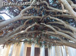 [P04] Dracaena Draco și împletirea crengilor, în spate Clădirea Universității, splendidă. » foto by maryka
 - 
<span class="allrVoted glyphicon glyphicon-heart hidden" id="av1338174"></span>
<a class="m-l-10 hidden" id="sv1338174" onclick="voting_Foto_DelVot(,1338174,3109)" role="button">șterge vot <span class="glyphicon glyphicon-remove"></span></a>
<a id="v91338174" class=" c-red"  onclick="voting_Foto_SetVot(1338174)" role="button"><span class="glyphicon glyphicon-heart-empty"></span> <b>LIKE</b> = Votează poza</a> <img class="hidden"  id="f1338174W9" src="/imagini/loader.gif" border="0" /><span class="AjErrMes hidden" id="e1338174ErM"></span>