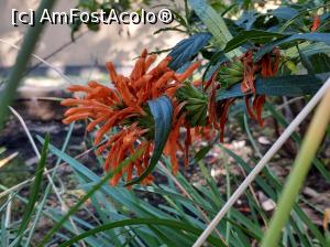 [P06] Orto Botanico- leonotis leonorus sau dagga sălbatică. Splendidă! » foto by maryka
 - 
<span class="allrVoted glyphicon glyphicon-heart hidden" id="av1338176"></span>
<a class="m-l-10 hidden" id="sv1338176" onclick="voting_Foto_DelVot(,1338176,3109)" role="button">șterge vot <span class="glyphicon glyphicon-remove"></span></a>
<a id="v91338176" class=" c-red"  onclick="voting_Foto_SetVot(1338176)" role="button"><span class="glyphicon glyphicon-heart-empty"></span> <b>LIKE</b> = Votează poza</a> <img class="hidden"  id="f1338176W9" src="/imagini/loader.gif" border="0" /><span class="AjErrMes hidden" id="e1338176ErM"></span>