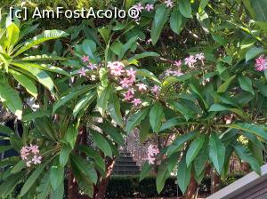 [P60] Plumeria, puțin roz. » foto by maryka
 - 
<span class="allrVoted glyphicon glyphicon-heart hidden" id="av1338230"></span>
<a class="m-l-10 hidden" id="sv1338230" onclick="voting_Foto_DelVot(,1338230,3109)" role="button">șterge vot <span class="glyphicon glyphicon-remove"></span></a>
<a id="v91338230" class=" c-red"  onclick="voting_Foto_SetVot(1338230)" role="button"><span class="glyphicon glyphicon-heart-empty"></span> <b>LIKE</b> = Votează poza</a> <img class="hidden"  id="f1338230W9" src="/imagini/loader.gif" border="0" /><span class="AjErrMes hidden" id="e1338230ErM"></span>