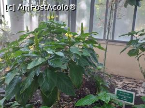 [P69] Jacobinia carnea sau floarea braziliană-floarea flamingo, din Brazilia. » foto by maryka
 - 
<span class="allrVoted glyphicon glyphicon-heart hidden" id="av1338239"></span>
<a class="m-l-10 hidden" id="sv1338239" onclick="voting_Foto_DelVot(,1338239,3109)" role="button">șterge vot <span class="glyphicon glyphicon-remove"></span></a>
<a id="v91338239" class=" c-red"  onclick="voting_Foto_SetVot(1338239)" role="button"><span class="glyphicon glyphicon-heart-empty"></span> <b>LIKE</b> = Votează poza</a> <img class="hidden"  id="f1338239W9" src="/imagini/loader.gif" border="0" /><span class="AjErrMes hidden" id="e1338239ErM"></span>