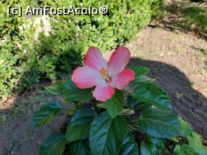 [P08] Foarte discretă și frumoasă, o floare de hibiscus-specială! » foto by maryka
 - 
<span class="allrVoted glyphicon glyphicon-heart hidden" id="av1338178"></span>
<a class="m-l-10 hidden" id="sv1338178" onclick="voting_Foto_DelVot(,1338178,3109)" role="button">șterge vot <span class="glyphicon glyphicon-remove"></span></a>
<a id="v91338178" class=" c-red"  onclick="voting_Foto_SetVot(1338178)" role="button"><span class="glyphicon glyphicon-heart-empty"></span> <b>LIKE</b> = Votează poza</a> <img class="hidden"  id="f1338178W9" src="/imagini/loader.gif" border="0" /><span class="AjErrMes hidden" id="e1338178ErM"></span>