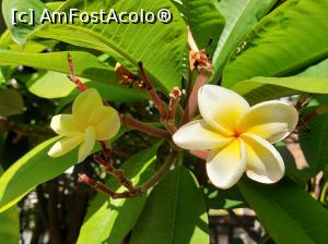 [P09] Fără cuvinte-plumeria. » foto by maryka
 - 
<span class="allrVoted glyphicon glyphicon-heart hidden" id="av1338179"></span>
<a class="m-l-10 hidden" id="sv1338179" onclick="voting_Foto_DelVot(,1338179,3109)" role="button">șterge vot <span class="glyphicon glyphicon-remove"></span></a>
<a id="v91338179" class=" c-red"  onclick="voting_Foto_SetVot(1338179)" role="button"><span class="glyphicon glyphicon-heart-empty"></span> <b>LIKE</b> = Votează poza</a> <img class="hidden"  id="f1338179W9" src="/imagini/loader.gif" border="0" /><span class="AjErrMes hidden" id="e1338179ErM"></span>