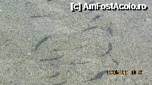 [P32] apa limpede din ....laguna » foto by celeste
 - 
<span class="allrVoted glyphicon glyphicon-heart hidden" id="av230823"></span>
<a class="m-l-10 hidden" id="sv230823" onclick="voting_Foto_DelVot(,230823,3123)" role="button">șterge vot <span class="glyphicon glyphicon-remove"></span></a>
<a id="v9230823" class=" c-red"  onclick="voting_Foto_SetVot(230823)" role="button"><span class="glyphicon glyphicon-heart-empty"></span> <b>LIKE</b> = Votează poza</a> <img class="hidden"  id="f230823W9" src="/imagini/loader.gif" border="0" /><span class="AjErrMes hidden" id="e230823ErM"></span>
