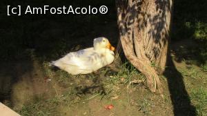 [P44] O rata in Parcul Bulent Ecevit.  » foto by ovidiuyepi
 - 
<span class="allrVoted glyphicon glyphicon-heart hidden" id="av821355"></span>
<a class="m-l-10 hidden" id="sv821355" onclick="voting_Foto_DelVot(,821355,3144)" role="button">șterge vot <span class="glyphicon glyphicon-remove"></span></a>
<a id="v9821355" class=" c-red"  onclick="voting_Foto_SetVot(821355)" role="button"><span class="glyphicon glyphicon-heart-empty"></span> <b>LIKE</b> = Votează poza</a> <img class="hidden"  id="f821355W9" src="/imagini/loader.gif" border="0" /><span class="AjErrMes hidden" id="e821355ErM"></span>