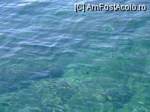 [P02] Apa marii - limpede - se vede perfect prin ea...aici avea cel putin 5 metrii » foto by mili1983
 - 
<span class="allrVoted glyphicon glyphicon-heart hidden" id="av14722"></span>
<a class="m-l-10 hidden" id="sv14722" onclick="voting_Foto_DelVot(,14722,3144)" role="button">șterge vot <span class="glyphicon glyphicon-remove"></span></a>
<a id="v914722" class=" c-red"  onclick="voting_Foto_SetVot(14722)" role="button"><span class="glyphicon glyphicon-heart-empty"></span> <b>LIKE</b> = Votează poza</a> <img class="hidden"  id="f14722W9" src="/imagini/loader.gif" border="0" /><span class="AjErrMes hidden" id="e14722ErM"></span>