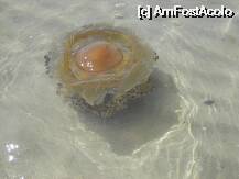 [P61] Fusese furtuna pe mare ....si a venit meduza la mal...frumoasa si mareeeeee!!!!! » foto by mili1983
 - 
<span class="allrVoted glyphicon glyphicon-heart hidden" id="av14789"></span>
<a class="m-l-10 hidden" id="sv14789" onclick="voting_Foto_DelVot(,14789,3144)" role="button">șterge vot <span class="glyphicon glyphicon-remove"></span></a>
<a id="v914789" class=" c-red"  onclick="voting_Foto_SetVot(14789)" role="button"><span class="glyphicon glyphicon-heart-empty"></span> <b>LIKE</b> = Votează poza</a> <img class="hidden"  id="f14789W9" src="/imagini/loader.gif" border="0" /><span class="AjErrMes hidden" id="e14789ErM"></span>