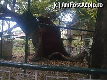 [P01] Arborele lui Hipocrate-cel mai vechi din Europa » foto by Marian Preda
 - 
<span class="allrVoted glyphicon glyphicon-heart hidden" id="av188488"></span>
<a class="m-l-10 hidden" id="sv188488" onclick="voting_Foto_DelVot(,188488,3145)" role="button">șterge vot <span class="glyphicon glyphicon-remove"></span></a>
<a id="v9188488" class=" c-red"  onclick="voting_Foto_SetVot(188488)" role="button"><span class="glyphicon glyphicon-heart-empty"></span> <b>LIKE</b> = Votează poza</a> <img class="hidden"  id="f188488W9" src="/imagini/loader.gif" border="0" /><span class="AjErrMes hidden" id="e188488ErM"></span>