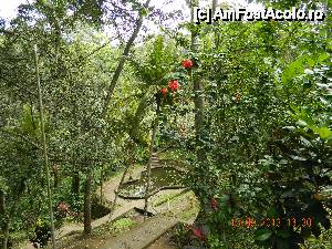[P10] prin jungla, trepte catre templu » foto by andreea72
 - 
<span class="allrVoted glyphicon glyphicon-heart hidden" id="av502113"></span>
<a class="m-l-10 hidden" id="sv502113" onclick="voting_Foto_DelVot(,502113,3149)" role="button">șterge vot <span class="glyphicon glyphicon-remove"></span></a>
<a id="v9502113" class=" c-red"  onclick="voting_Foto_SetVot(502113)" role="button"><span class="glyphicon glyphicon-heart-empty"></span> <b>LIKE</b> = Votează poza</a> <img class="hidden"  id="f502113W9" src="/imagini/loader.gif" border="0" /><span class="AjErrMes hidden" id="e502113ErM"></span>