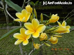 [P13] frangipani- daca as putea sa transmit mirosul)  » foto by andreea72
 - 
<span class="allrVoted glyphicon glyphicon-heart hidden" id="av502116"></span>
<a class="m-l-10 hidden" id="sv502116" onclick="voting_Foto_DelVot(,502116,3149)" role="button">șterge vot <span class="glyphicon glyphicon-remove"></span></a>
<a id="v9502116" class=" c-red"  onclick="voting_Foto_SetVot(502116)" role="button"><span class="glyphicon glyphicon-heart-empty"></span> <b>LIKE</b> = Votează poza</a> <img class="hidden"  id="f502116W9" src="/imagini/loader.gif" border="0" /><span class="AjErrMes hidden" id="e502116ErM"></span>