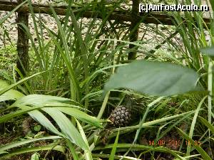 [P34] ananas » foto by andreea72
 - 
<span class="allrVoted glyphicon glyphicon-heart hidden" id="av503481"></span>
<a class="m-l-10 hidden" id="sv503481" onclick="voting_Foto_DelVot(,503481,3149)" role="button">șterge vot <span class="glyphicon glyphicon-remove"></span></a>
<a id="v9503481" class=" c-red"  onclick="voting_Foto_SetVot(503481)" role="button"><span class="glyphicon glyphicon-heart-empty"></span> <b>LIKE</b> = Votează poza</a> <img class="hidden"  id="f503481W9" src="/imagini/loader.gif" border="0" /><span class="AjErrMes hidden" id="e503481ErM"></span>