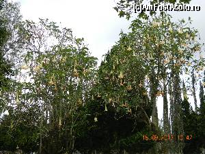[P20] clopotei in gradina templului » foto by andreea72
 - 
<span class="allrVoted glyphicon glyphicon-heart hidden" id="av504276"></span>
<a class="m-l-10 hidden" id="sv504276" onclick="voting_Foto_DelVot(,504276,3149)" role="button">șterge vot <span class="glyphicon glyphicon-remove"></span></a>
<a id="v9504276" class=" c-red"  onclick="voting_Foto_SetVot(504276)" role="button"><span class="glyphicon glyphicon-heart-empty"></span> <b>LIKE</b> = Votează poza</a> <img class="hidden"  id="f504276W9" src="/imagini/loader.gif" border="0" /><span class="AjErrMes hidden" id="e504276ErM"></span>