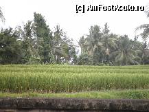 [P03] am intrat in Ubud » foto by grecudoina
 - 
<span class="allrVoted glyphicon glyphicon-heart hidden" id="av310260"></span>
<a class="m-l-10 hidden" id="sv310260" onclick="voting_Foto_DelVot(,310260,3149)" role="button">șterge vot <span class="glyphicon glyphicon-remove"></span></a>
<a id="v9310260" class=" c-red"  onclick="voting_Foto_SetVot(310260)" role="button"><span class="glyphicon glyphicon-heart-empty"></span> <b>LIKE</b> = Votează poza</a> <img class="hidden"  id="f310260W9" src="/imagini/loader.gif" border="0" /><span class="AjErrMes hidden" id="e310260ErM"></span>