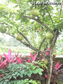 [P04] in interiorul resortului Ubud-aceste fructe sunt date ca hrana pt. vaci » foto by grecudoina
 - 
<span class="allrVoted glyphicon glyphicon-heart hidden" id="av310263"></span>
<a class="m-l-10 hidden" id="sv310263" onclick="voting_Foto_DelVot(,310263,3149)" role="button">șterge vot <span class="glyphicon glyphicon-remove"></span></a>
<a id="v9310263" class=" c-red"  onclick="voting_Foto_SetVot(310263)" role="button"><span class="glyphicon glyphicon-heart-empty"></span> <b>LIKE</b> = Votează poza</a> <img class="hidden"  id="f310263W9" src="/imagini/loader.gif" border="0" /><span class="AjErrMes hidden" id="e310263ErM"></span>