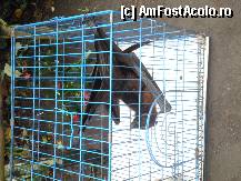 [P46] un liliac,care face la fel ca Luwakul » foto by grecudoina
 - 
<span class="allrVoted glyphicon glyphicon-heart hidden" id="av310364"></span>
<a class="m-l-10 hidden" id="sv310364" onclick="voting_Foto_DelVot(,310364,3149)" role="button">șterge vot <span class="glyphicon glyphicon-remove"></span></a>
<a id="v9310364" class=" c-red"  onclick="voting_Foto_SetVot(310364)" role="button"><span class="glyphicon glyphicon-heart-empty"></span> <b>LIKE</b> = Votează poza</a> <img class="hidden"  id="f310364W9" src="/imagini/loader.gif" border="0" /><span class="AjErrMes hidden" id="e310364ErM"></span>