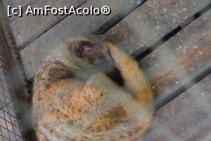 [P17] Zibeta e animal nocturn așa ca ziua doarme » foto by robert
 - 
<span class="allrVoted glyphicon glyphicon-heart hidden" id="av713356"></span>
<a class="m-l-10 hidden" id="sv713356" onclick="voting_Foto_DelVot(,713356,3149)" role="button">șterge vot <span class="glyphicon glyphicon-remove"></span></a>
<a id="v9713356" class=" c-red"  onclick="voting_Foto_SetVot(713356)" role="button"><span class="glyphicon glyphicon-heart-empty"></span> <b>LIKE</b> = Votează poza</a> <img class="hidden"  id="f713356W9" src="/imagini/loader.gif" border="0" /><span class="AjErrMes hidden" id="e713356ErM"></span>