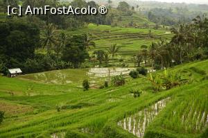 [P50] orezaria Jatiluwih » foto by Chloe
 - 
<span class="allrVoted glyphicon glyphicon-heart hidden" id="av1477118"></span>
<a class="m-l-10 hidden" id="sv1477118" onclick="voting_Foto_DelVot(,1477118,3149)" role="button">șterge vot <span class="glyphicon glyphicon-remove"></span></a>
<a id="v91477118" class=" c-red"  onclick="voting_Foto_SetVot(1477118)" role="button"><span class="glyphicon glyphicon-heart-empty"></span> <b>LIKE</b> = Votează poza</a> <img class="hidden"  id="f1477118W9" src="/imagini/loader.gif" border="0" /><span class="AjErrMes hidden" id="e1477118ErM"></span>