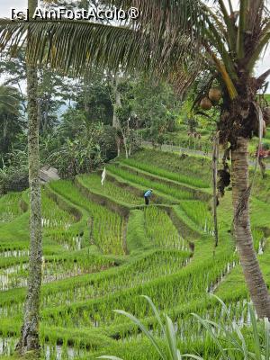 [P56] orezaria JAtiluwih » foto by Chloe
 - 
<span class="allrVoted glyphicon glyphicon-heart hidden" id="av1477124"></span>
<a class="m-l-10 hidden" id="sv1477124" onclick="voting_Foto_DelVot(,1477124,3149)" role="button">șterge vot <span class="glyphicon glyphicon-remove"></span></a>
<a id="v91477124" class=" c-red"  onclick="voting_Foto_SetVot(1477124)" role="button"><span class="glyphicon glyphicon-heart-empty"></span> <b>LIKE</b> = Votează poza</a> <img class="hidden"  id="f1477124W9" src="/imagini/loader.gif" border="0" /><span class="AjErrMes hidden" id="e1477124ErM"></span>