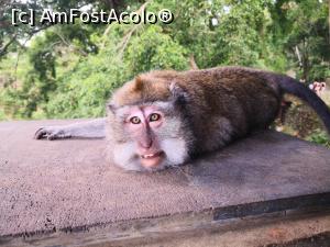 [P14] Monkey forest Ubud, Bali.  » foto by dan39
 - 
<span class="allrVoted glyphicon glyphicon-heart hidden" id="av1142952"></span>
<a class="m-l-10 hidden" id="sv1142952" onclick="voting_Foto_DelVot(,1142952,3149)" role="button">șterge vot <span class="glyphicon glyphicon-remove"></span></a>
<a id="v91142952" class=" c-red"  onclick="voting_Foto_SetVot(1142952)" role="button"><span class="glyphicon glyphicon-heart-empty"></span> <b>LIKE</b> = Votează poza</a> <img class="hidden"  id="f1142952W9" src="/imagini/loader.gif" border="0" /><span class="AjErrMes hidden" id="e1142952ErM"></span>