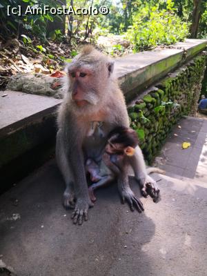 [P16] Monkey forest Ubud.  » foto by dan39
 - 
<span class="allrVoted glyphicon glyphicon-heart hidden" id="av1142954"></span>
<a class="m-l-10 hidden" id="sv1142954" onclick="voting_Foto_DelVot(,1142954,3149)" role="button">șterge vot <span class="glyphicon glyphicon-remove"></span></a>
<a id="v91142954" class=" c-red"  onclick="voting_Foto_SetVot(1142954)" role="button"><span class="glyphicon glyphicon-heart-empty"></span> <b>LIKE</b> = Votează poza</a> <img class="hidden"  id="f1142954W9" src="/imagini/loader.gif" border="0" /><span class="AjErrMes hidden" id="e1142954ErM"></span>