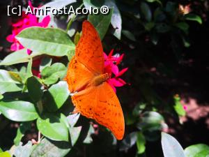 [P24] Butterfly sanctuary Ubud.  » foto by dan39
 - 
<span class="allrVoted glyphicon glyphicon-heart hidden" id="av1142962"></span>
<a class="m-l-10 hidden" id="sv1142962" onclick="voting_Foto_DelVot(,1142962,3149)" role="button">șterge vot <span class="glyphicon glyphicon-remove"></span></a>
<a id="v91142962" class=" c-red"  onclick="voting_Foto_SetVot(1142962)" role="button"><span class="glyphicon glyphicon-heart-empty"></span> <b>LIKE</b> = Votează poza</a> <img class="hidden"  id="f1142962W9" src="/imagini/loader.gif" border="0" /><span class="AjErrMes hidden" id="e1142962ErM"></span>