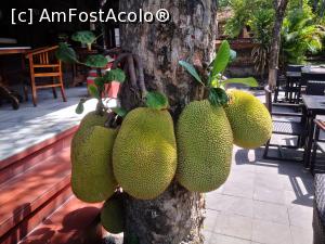 [P30] Jack fruit in mediul natural, adică parazitand copacul.  » foto by dan39
 - 
<span class="allrVoted glyphicon glyphicon-heart hidden" id="av1142970"></span>
<a class="m-l-10 hidden" id="sv1142970" onclick="voting_Foto_DelVot(,1142970,3149)" role="button">șterge vot <span class="glyphicon glyphicon-remove"></span></a>
<a id="v91142970" class=" c-red"  onclick="voting_Foto_SetVot(1142970)" role="button"><span class="glyphicon glyphicon-heart-empty"></span> <b>LIKE</b> = Votează poza</a> <img class="hidden"  id="f1142970W9" src="/imagini/loader.gif" border="0" /><span class="AjErrMes hidden" id="e1142970ErM"></span>