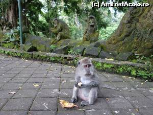 [P02] In Monkey Forest- unde nu este indicat sa pui mana pe maimute pentru ca sunt periculoase si imprevizibile, chiar daca au moaca asta simpatica :)  » foto by Bianca-Beatrice*
 - 
<span class="allrVoted glyphicon glyphicon-heart hidden" id="av536597"></span>
<a class="m-l-10 hidden" id="sv536597" onclick="voting_Foto_DelVot(,536597,3149)" role="button">șterge vot <span class="glyphicon glyphicon-remove"></span></a>
<a id="v9536597" class=" c-red"  onclick="voting_Foto_SetVot(536597)" role="button"><span class="glyphicon glyphicon-heart-empty"></span> <b>LIKE</b> = Votează poza</a> <img class="hidden"  id="f536597W9" src="/imagini/loader.gif" border="0" /><span class="AjErrMes hidden" id="e536597ErM"></span>