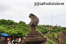 [P17] Templu Uluwatu : gazde si...vizitatori! » foto by marinescubgdn
 - 
<span class="allrVoted glyphicon glyphicon-heart hidden" id="av295377"></span>
<a class="m-l-10 hidden" id="sv295377" onclick="voting_Foto_DelVot(,295377,3149)" role="button">șterge vot <span class="glyphicon glyphicon-remove"></span></a>
<a id="v9295377" class=" c-red"  onclick="voting_Foto_SetVot(295377)" role="button"><span class="glyphicon glyphicon-heart-empty"></span> <b>LIKE</b> = Votează poza</a> <img class="hidden"  id="f295377W9" src="/imagini/loader.gif" border="0" /><span class="AjErrMes hidden" id="e295377ErM"></span>
