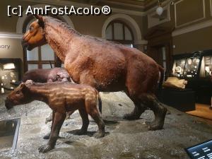 [P07] Sala animalelor preistorice » foto by Opelantara
 - 
<span class="allrVoted glyphicon glyphicon-heart hidden" id="av1382439"></span>
<a class="m-l-10 hidden" id="sv1382439" onclick="voting_Foto_DelVot(,1382439,3167)" role="button">șterge vot <span class="glyphicon glyphicon-remove"></span></a>
<a id="v91382439" class=" c-red"  onclick="voting_Foto_SetVot(1382439)" role="button"><span class="glyphicon glyphicon-heart-empty"></span> <b>LIKE</b> = Votează poza</a> <img class="hidden"  id="f1382439W9" src="/imagini/loader.gif" border="0" /><span class="AjErrMes hidden" id="e1382439ErM"></span>