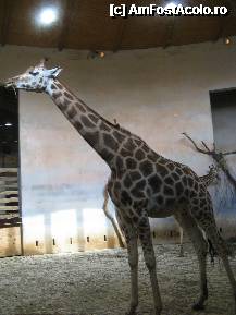 [P53] ZOO Praga » foto by mh_iulia
 - 
<span class="allrVoted glyphicon glyphicon-heart hidden" id="av241370"></span>
<a class="m-l-10 hidden" id="sv241370" onclick="voting_Foto_DelVot(,241370,3167)" role="button">șterge vot <span class="glyphicon glyphicon-remove"></span></a>
<a id="v9241370" class=" c-red"  onclick="voting_Foto_SetVot(241370)" role="button"><span class="glyphicon glyphicon-heart-empty"></span> <b>LIKE</b> = Votează poza</a> <img class="hidden"  id="f241370W9" src="/imagini/loader.gif" border="0" /><span class="AjErrMes hidden" id="e241370ErM"></span>