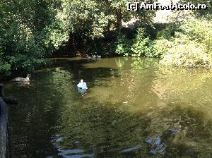 [P13] Pelicanii (ca si ratele si flamengo) nu sunt ingraditi » foto by corina75
 - 
<span class="allrVoted glyphicon glyphicon-heart hidden" id="av671966"></span>
<a class="m-l-10 hidden" id="sv671966" onclick="voting_Foto_DelVot(,671966,3167)" role="button">șterge vot <span class="glyphicon glyphicon-remove"></span></a>
<a id="v9671966" class=" c-red"  onclick="voting_Foto_SetVot(671966)" role="button"><span class="glyphicon glyphicon-heart-empty"></span> <b>LIKE</b> = Votează poza</a> <img class="hidden"  id="f671966W9" src="/imagini/loader.gif" border="0" /><span class="AjErrMes hidden" id="e671966ErM"></span>