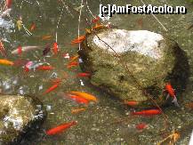 [P43] Pesti exotici in curtea manastirii » foto by ionescunic
 - 
<span class="allrVoted glyphicon glyphicon-heart hidden" id="av79948"></span>
<a class="m-l-10 hidden" id="sv79948" onclick="voting_Foto_DelVot(,79948,3173)" role="button">șterge vot <span class="glyphicon glyphicon-remove"></span></a>
<a id="v979948" class=" c-red"  onclick="voting_Foto_SetVot(79948)" role="button"><span class="glyphicon glyphicon-heart-empty"></span> <b>LIKE</b> = Votează poza</a> <img class="hidden"  id="f79948W9" src="/imagini/loader.gif" border="0" /><span class="AjErrMes hidden" id="e79948ErM"></span>