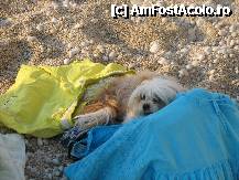 [P49] Lefkada, Patzy pazitorul hainelor » foto by Patzy
 - 
<span class="allrVoted glyphicon glyphicon-heart hidden" id="av258438"></span>
<a class="m-l-10 hidden" id="sv258438" onclick="voting_Foto_DelVot(,258438,3173)" role="button">șterge vot <span class="glyphicon glyphicon-remove"></span></a>
<a id="v9258438" class=" c-red"  onclick="voting_Foto_SetVot(258438)" role="button"><span class="glyphicon glyphicon-heart-empty"></span> <b>LIKE</b> = Votează poza</a> <img class="hidden"  id="f258438W9" src="/imagini/loader.gif" border="0" /><span class="AjErrMes hidden" id="e258438ErM"></span>