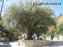 [P10] Batrinul maslin din Agios Nikitas, Lefkada » foto by vlado2
 - 
<span class="allrVoted glyphicon glyphicon-heart hidden" id="av468752"></span>
<a class="m-l-10 hidden" id="sv468752" onclick="voting_Foto_DelVot(,468752,3173)" role="button">șterge vot <span class="glyphicon glyphicon-remove"></span></a>
<a id="v9468752" class=" c-red"  onclick="voting_Foto_SetVot(468752)" role="button"><span class="glyphicon glyphicon-heart-empty"></span> <b>LIKE</b> = Votează poza</a> <img class="hidden"  id="f468752W9" src="/imagini/loader.gif" border="0" /><span class="AjErrMes hidden" id="e468752ErM"></span>