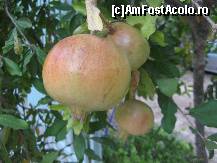 [P14] Rodii foarte gustoase.  » foto by vlado2
 - 
<span class="allrVoted glyphicon glyphicon-heart hidden" id="av468759"></span>
<a class="m-l-10 hidden" id="sv468759" onclick="voting_Foto_DelVot(,468759,3173)" role="button">șterge vot <span class="glyphicon glyphicon-remove"></span></a>
<a id="v9468759" class=" c-red"  onclick="voting_Foto_SetVot(468759)" role="button"><span class="glyphicon glyphicon-heart-empty"></span> <b>LIKE</b> = Votează poza</a> <img class="hidden"  id="f468759W9" src="/imagini/loader.gif" border="0" /><span class="AjErrMes hidden" id="e468759ErM"></span>
