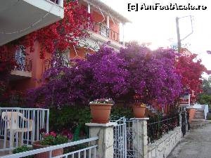 [P15] Macar si pentru culorile astea meriota vazuta Grecia in Iunie!  » foto by AlexS
 - 
<span class="allrVoted glyphicon glyphicon-heart hidden" id="av596949"></span>
<a class="m-l-10 hidden" id="sv596949" onclick="voting_Foto_DelVot(,596949,3173)" role="button">șterge vot <span class="glyphicon glyphicon-remove"></span></a>
<a id="v9596949" class=" c-red"  onclick="voting_Foto_SetVot(596949)" role="button"><span class="glyphicon glyphicon-heart-empty"></span> <b>LIKE</b> = Votează poza</a> <img class="hidden"  id="f596949W9" src="/imagini/loader.gif" border="0" /><span class="AjErrMes hidden" id="e596949ErM"></span>