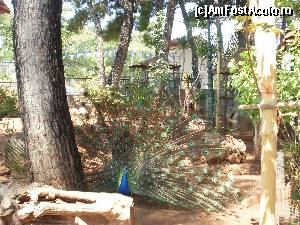 [P21] Mini zoo la Manastirea Faneromeni » foto by aruapap*
 - 
<span class="allrVoted glyphicon glyphicon-heart hidden" id="av587535"></span>
<a class="m-l-10 hidden" id="sv587535" onclick="voting_Foto_DelVot(,587535,3173)" role="button">șterge vot <span class="glyphicon glyphicon-remove"></span></a>
<a id="v9587535" class=" c-red"  onclick="voting_Foto_SetVot(587535)" role="button"><span class="glyphicon glyphicon-heart-empty"></span> <b>LIKE</b> = Votează poza</a> <img class="hidden"  id="f587535W9" src="/imagini/loader.gif" border="0" /><span class="AjErrMes hidden" id="e587535ErM"></span>