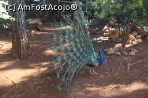 [P01] Unul dintre animalutele de la manastirea Faneromeni » foto by Leontina.
 - 
<span class="allrVoted glyphicon glyphicon-heart hidden" id="av776531"></span>
<a class="m-l-10 hidden" id="sv776531" onclick="voting_Foto_DelVot(,776531,3173)" role="button">șterge vot <span class="glyphicon glyphicon-remove"></span></a>
<a id="v9776531" class=" c-red"  onclick="voting_Foto_SetVot(776531)" role="button"><span class="glyphicon glyphicon-heart-empty"></span> <b>LIKE</b> = Votează poza</a> <img class="hidden"  id="f776531W9" src="/imagini/loader.gif" border="0" /><span class="AjErrMes hidden" id="e776531ErM"></span>