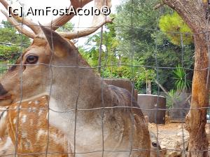 [P32] zoo la manastirea Faneromeni » foto by adryana
 - 
<span class="allrVoted glyphicon glyphicon-heart hidden" id="av1278707"></span>
<a class="m-l-10 hidden" id="sv1278707" onclick="voting_Foto_DelVot(,1278707,3173)" role="button">șterge vot <span class="glyphicon glyphicon-remove"></span></a>
<a id="v91278707" class=" c-red"  onclick="voting_Foto_SetVot(1278707)" role="button"><span class="glyphicon glyphicon-heart-empty"></span> <b>LIKE</b> = Votează poza</a> <img class="hidden"  id="f1278707W9" src="/imagini/loader.gif" border="0" /><span class="AjErrMes hidden" id="e1278707ErM"></span>