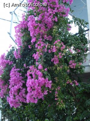 [P06] o frumoasa floare de Bougainvillea m-a intampinat » foto by adryana
 - 
<span class="allrVoted glyphicon glyphicon-heart hidden" id="av759420"></span>
<a class="m-l-10 hidden" id="sv759420" onclick="voting_Foto_DelVot(,759420,3173)" role="button">șterge vot <span class="glyphicon glyphicon-remove"></span></a>
<a id="v9759420" class=" c-red"  onclick="voting_Foto_SetVot(759420)" role="button"><span class="glyphicon glyphicon-heart-empty"></span> <b>LIKE</b> = Votează poza</a> <img class="hidden"  id="f759420W9" src="/imagini/loader.gif" border="0" /><span class="AjErrMes hidden" id="e759420ErM"></span>