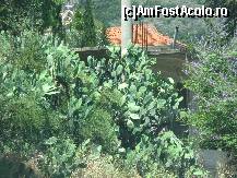 [P26] Cactusi in Lefkada » foto by anuszka
 - 
<span class="allrVoted glyphicon glyphicon-heart hidden" id="av89158"></span>
<a class="m-l-10 hidden" id="sv89158" onclick="voting_Foto_DelVot(,89158,3173)" role="button">șterge vot <span class="glyphicon glyphicon-remove"></span></a>
<a id="v989158" class=" c-red"  onclick="voting_Foto_SetVot(89158)" role="button"><span class="glyphicon glyphicon-heart-empty"></span> <b>LIKE</b> = Votează poza</a> <img class="hidden"  id="f89158W9" src="/imagini/loader.gif" border="0" /><span class="AjErrMes hidden" id="e89158ErM"></span>