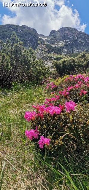 [P05] Rhododendron » foto by noi doi
 - 
<span class="allrVoted glyphicon glyphicon-heart hidden" id="av1304948"></span>
<a class="m-l-10 hidden" id="sv1304948" onclick="voting_Foto_DelVot(,1304948,3180)" role="button">șterge vot <span class="glyphicon glyphicon-remove"></span></a>
<a id="v91304948" class=" c-red"  onclick="voting_Foto_SetVot(1304948)" role="button"><span class="glyphicon glyphicon-heart-empty"></span> <b>LIKE</b> = Votează poza</a> <img class="hidden"  id="f1304948W9" src="/imagini/loader.gif" border="0" /><span class="AjErrMes hidden" id="e1304948ErM"></span>