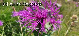 [P10] E prima data cand vad aceasta floare pe munte.E deosebita,nu e asa? » foto by noi doi
 - 
<span class="allrVoted glyphicon glyphicon-heart hidden" id="av1387833"></span>
<a class="m-l-10 hidden" id="sv1387833" onclick="voting_Foto_DelVot(,1387833,3180)" role="button">șterge vot <span class="glyphicon glyphicon-remove"></span></a>
<a id="v91387833" class=" c-red"  onclick="voting_Foto_SetVot(1387833)" role="button"><span class="glyphicon glyphicon-heart-empty"></span> <b>LIKE</b> = Votează poza</a> <img class="hidden"  id="f1387833W9" src="/imagini/loader.gif" border="0" /><span class="AjErrMes hidden" id="e1387833ErM"></span>